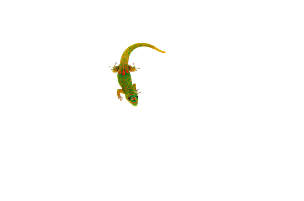 Gold Dust Day Gecko